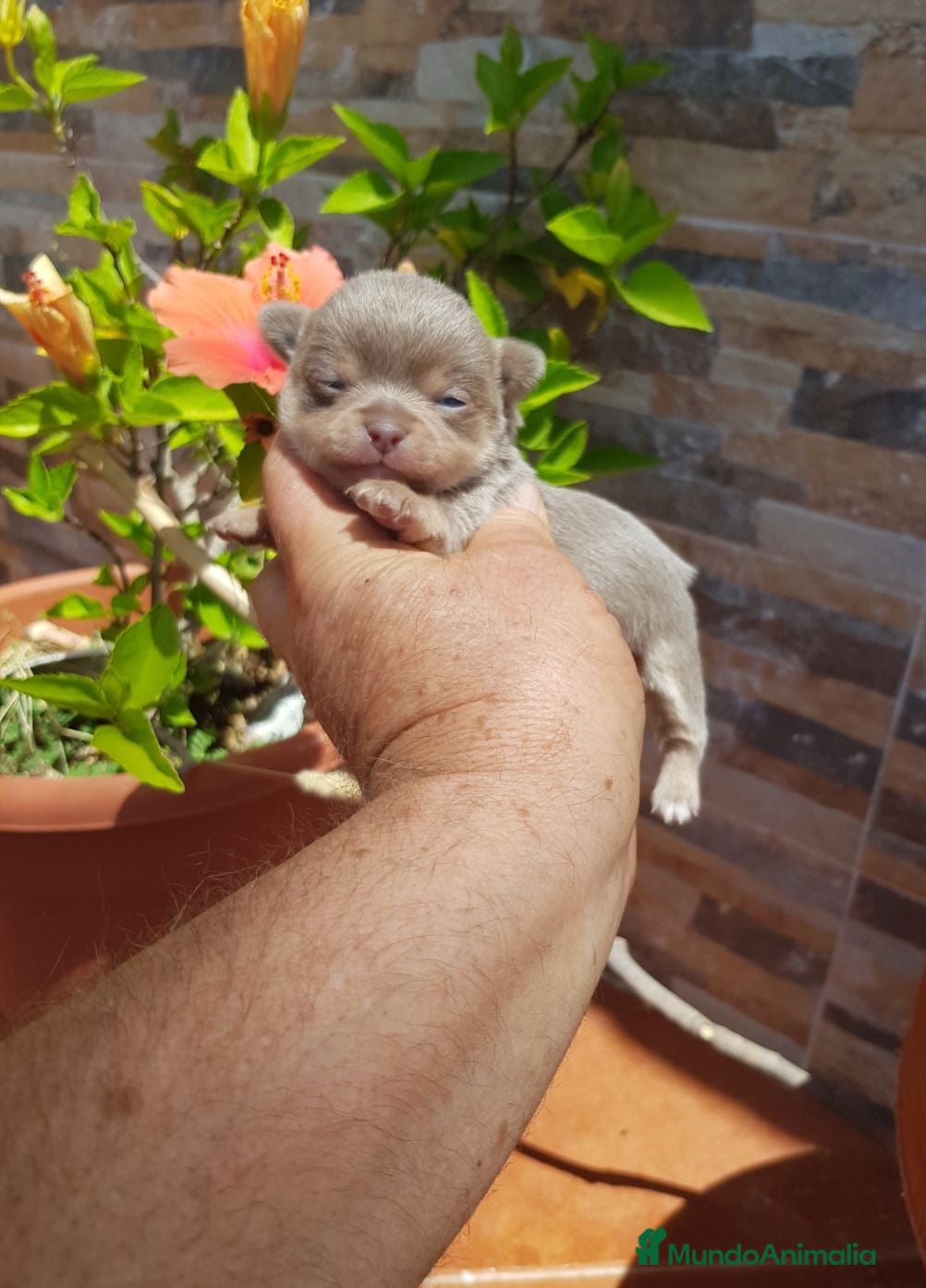 Chihuahua perros Exclusivos cachorros de chihuahua - Anuncio 1