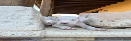 Dogo Argentino perros en venta: Dogos argentinos  en Segovia - Anuncio 3
