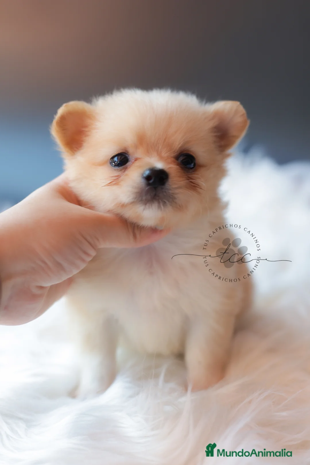 Pomchi perros en venta: POMCHI CREMA - Anuncio 5