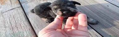 Schnauzer Miniatura Cachorro 3