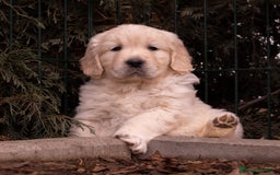 Golden Retriever perros en venta: Camada Golden Retriever  - Imagen 2