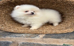 Pomerania perros en venta: Pomerania blanco toy para diciembre !! - Anuncio 2