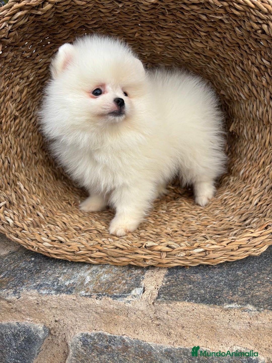 Pomerania perros en venta: Pomerania blanco toy para diciembre !! - Anuncio 2