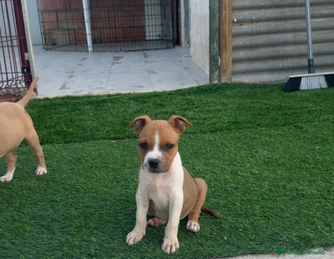 American Staffordshire-Terrier perros en venta: American Stanford  - Imagen 2