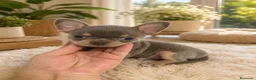 Chihuahua perros en venta: Disponible Chihuahuas de calidad  - Anuncio 2