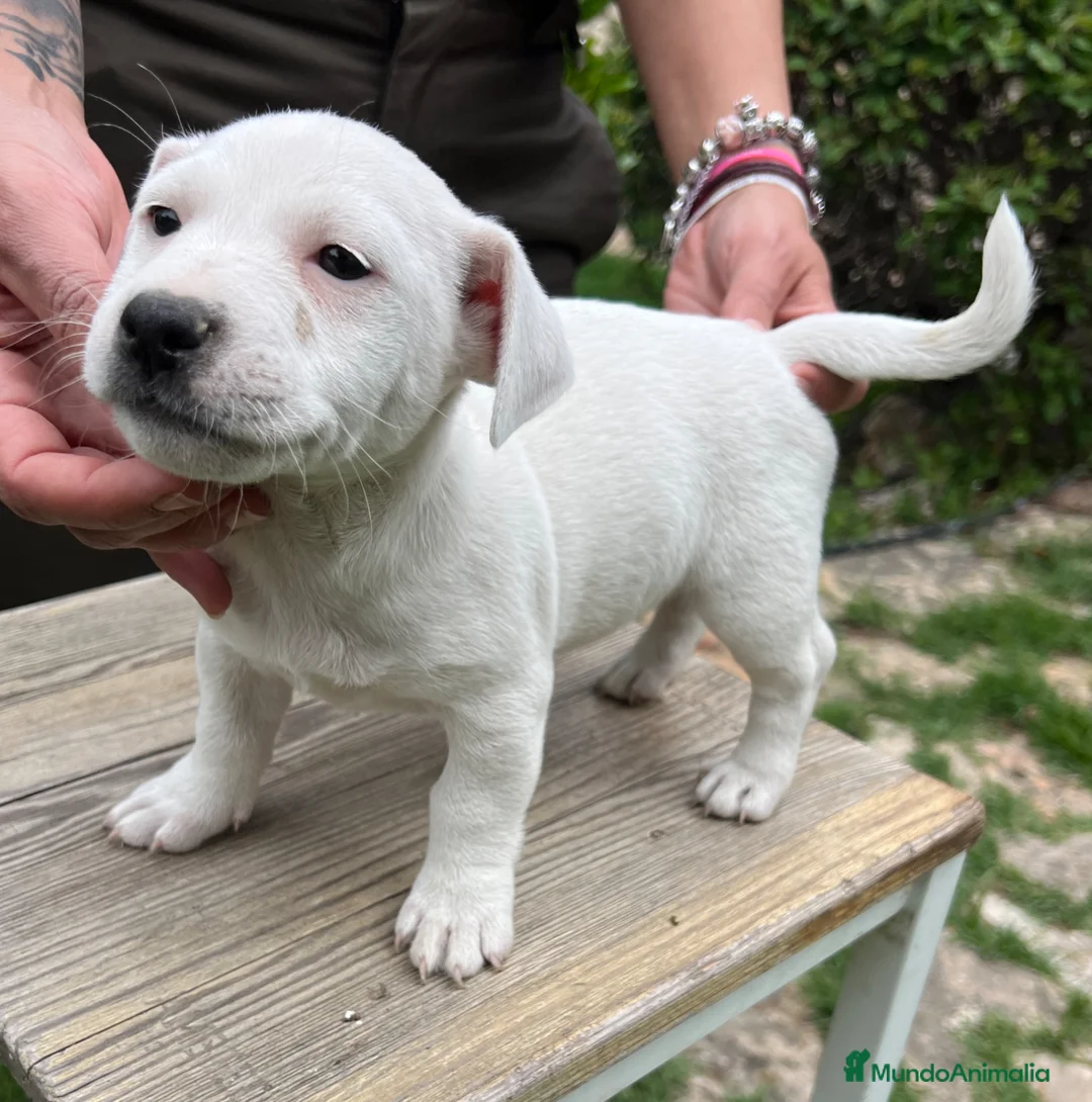 Jack Russell Terrier perros en venta: Jack Russell 550€ Precio Real! - Anuncio 4