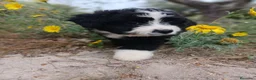 Perro de Agua Español perros en venta: 🐾 CACHORROS DE PERRO DE AGUA ESPAÑOL 🐾 - Anuncio 10