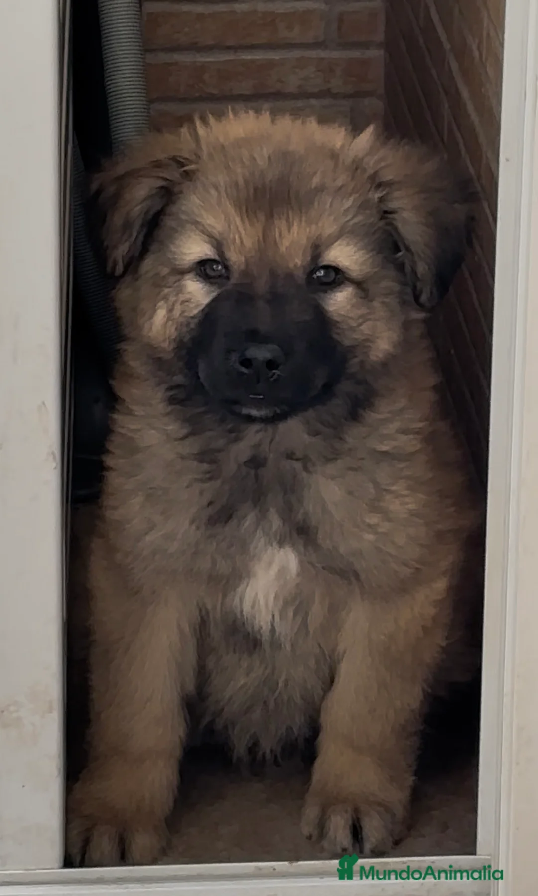 Pastor del Cáucaso perros en venta: Precioso machito pastor del caucaso🐾🐶 en Murcia - Anuncio 2
