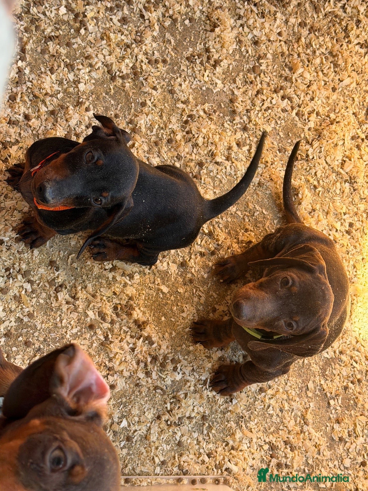 Teckel Miniatura perros Teckel mini  - Anuncio 4