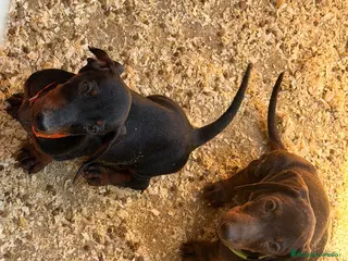Teckel Miniatura perros Teckel mini - Anuncio 4