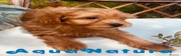 Caniche Toy perros en venta: Havapoo Macho de Haya y Alejo 6888 - AQUANATURA en Barcelona - Anuncio 2
