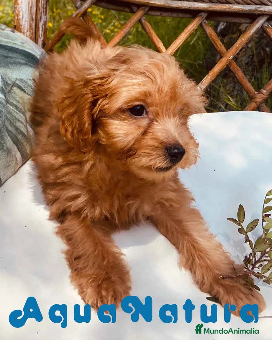 Caniche Toy perros en venta: Havapoo Macho de Haya y Alejo 6888 - AQUANATURA en Barcelona - Anuncio 2