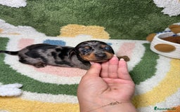 Teckel Miniatura perros en venta: Teckel Kaninchen Ojo azul Arlequin - Imagen 5