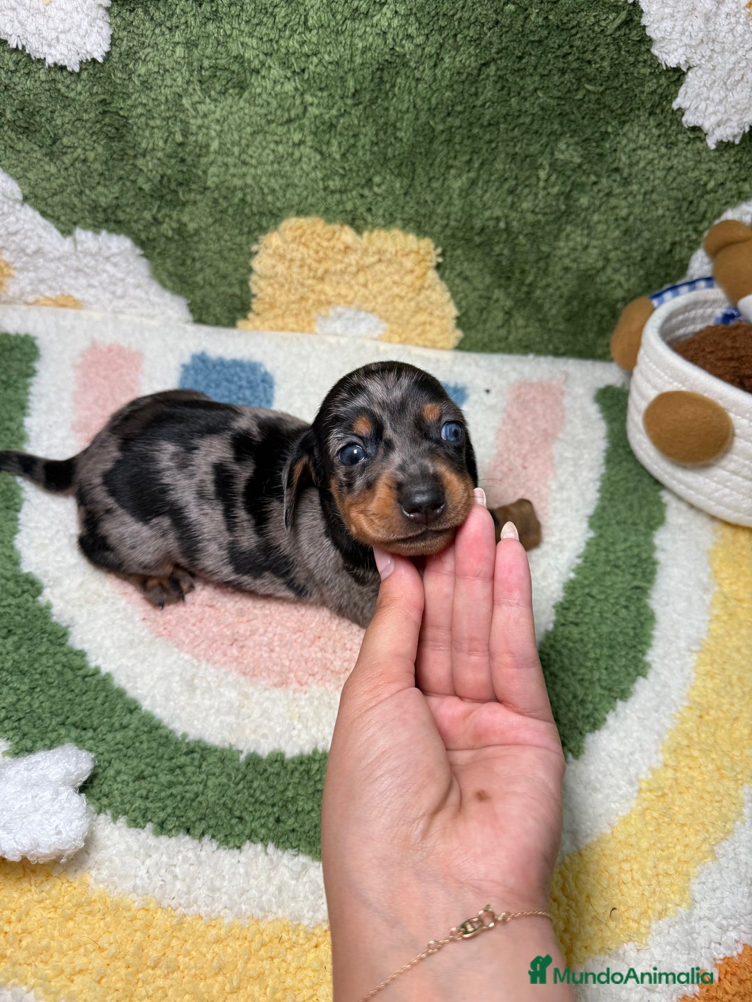 Teckel Miniatura perros en venta: Teckel Kaninchen Ojo azul Arlequin - Imagen 5