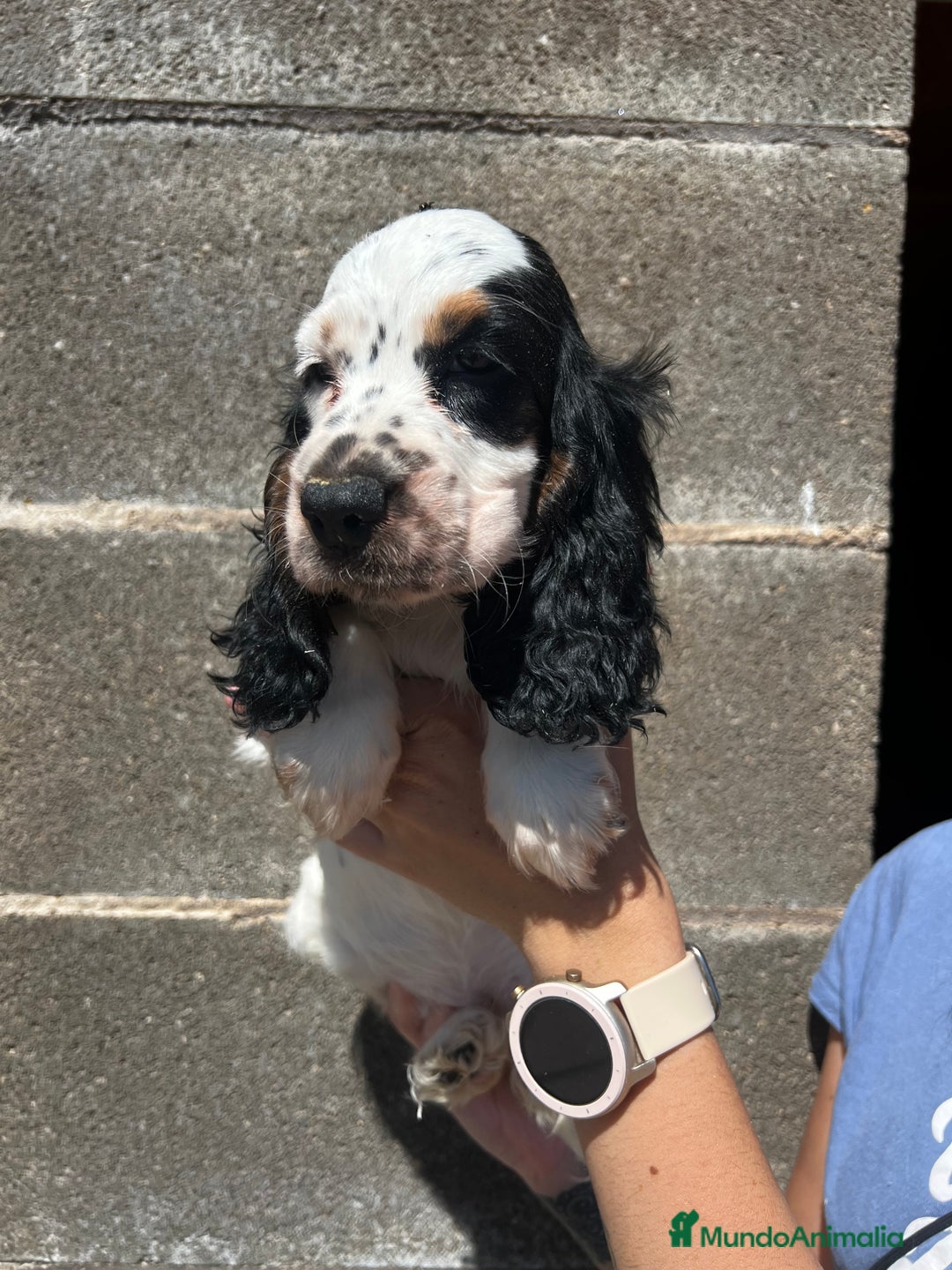 Cocker Spaniel Inglés perros en venta: Cocker inglés  - Imagen 2