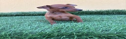 Pinscher Miniatura perros en venta: Mini Pinscher miniatura macho  - Anuncio 3