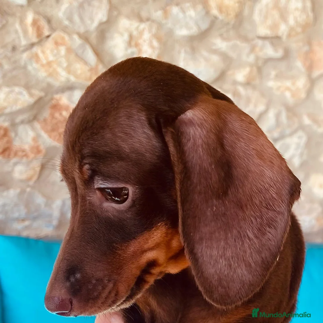 Teckel perros en venta: Teckel Hembra 6259 de Tria y Tilo - AQUANATURA en Barcelona - Anuncio 3