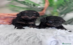 Caniche Toy perros en venta: CANICHE TOY HEMBRA - Imagen 9