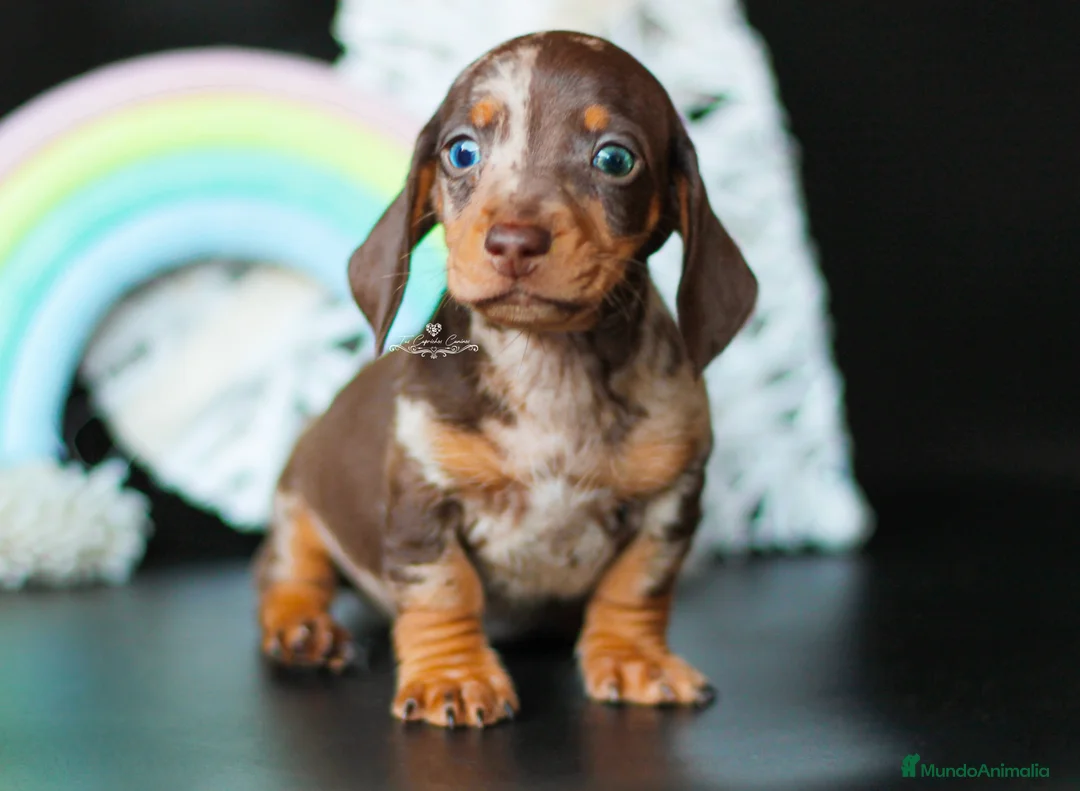 Teckel perros en venta: Teckel arlequín chocolate en Cantabria - Anuncio 1