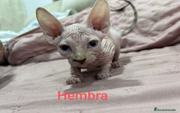 Sphynx gatos en venta: Sphynx calidad y selección  - Imagen 3