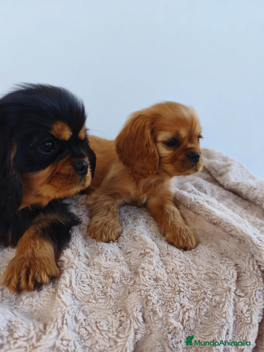 Cavalier King Charles Spaniel perros en venta: Cachorros Cavalier negro fuego y ruby - Anuncio 10