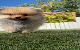 Pomerania perros en venta: POMERANIA - Imagen 11