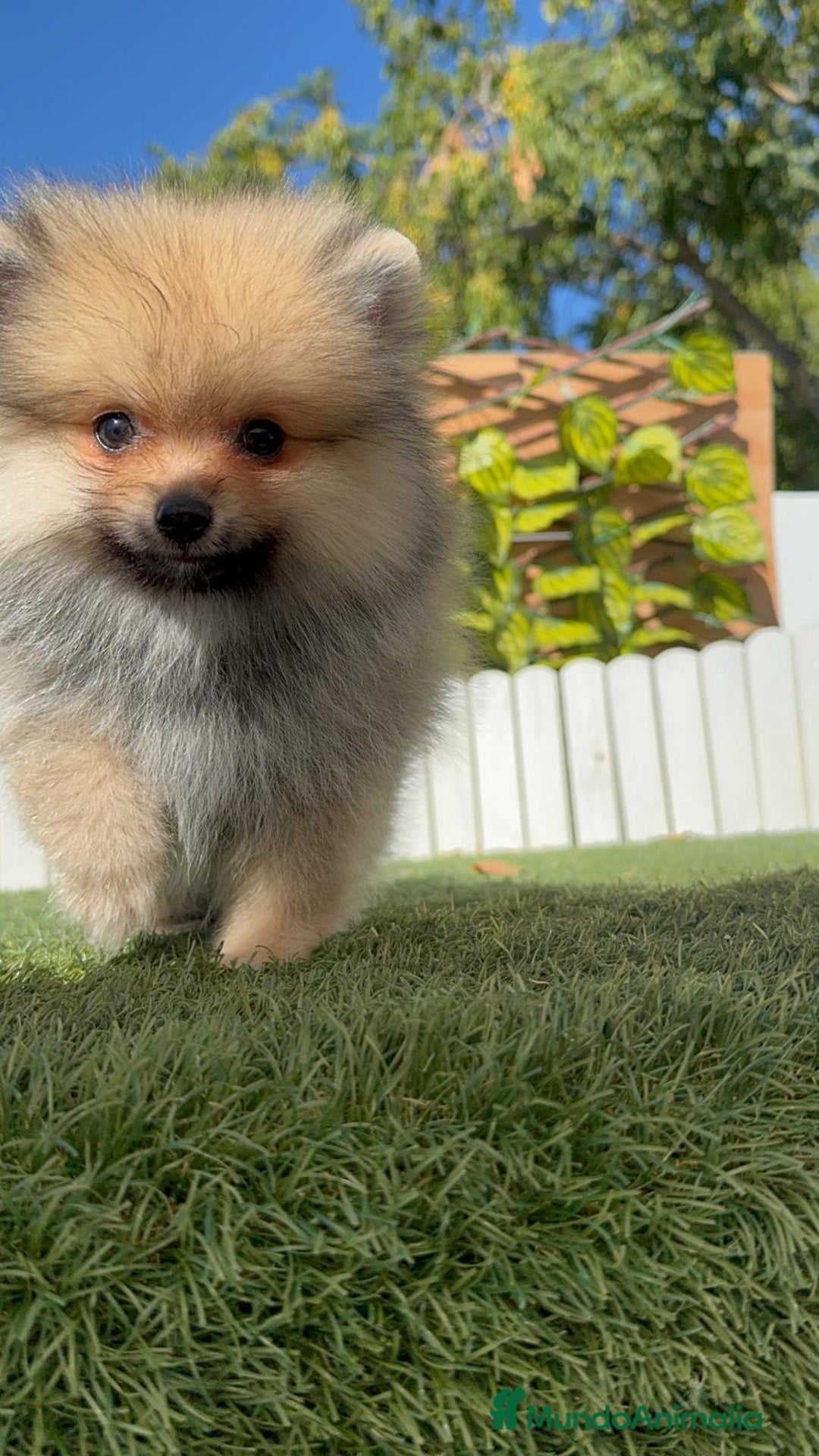 Pomerania perros en venta: POMERANIA - Imagen 11