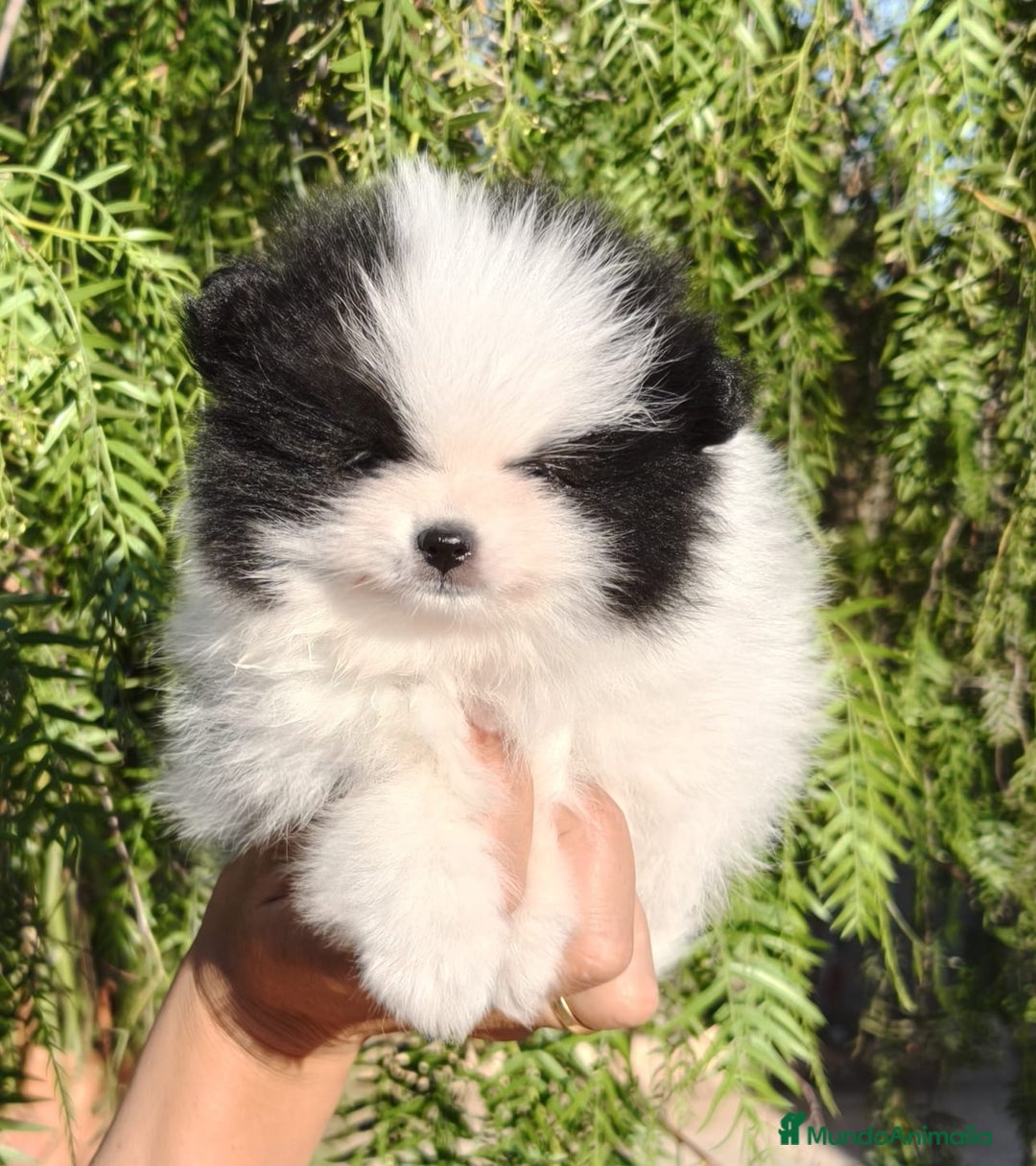Pomerania perros en venta: Pomerania Blanco y Negro línea rusa  - Imagen 4