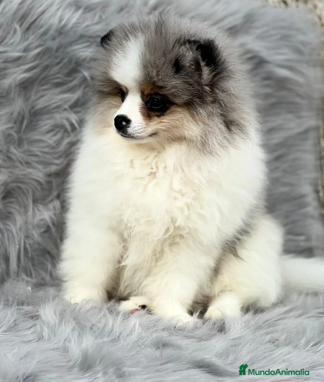 Pomerania perros en venta: POMERANIA RUSO EXÓTICO DISPONIBLE en Barcelona - Anuncio 3