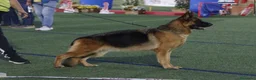Pastor Alemán perros en venta: Pastor alemán  - Anuncio 7
