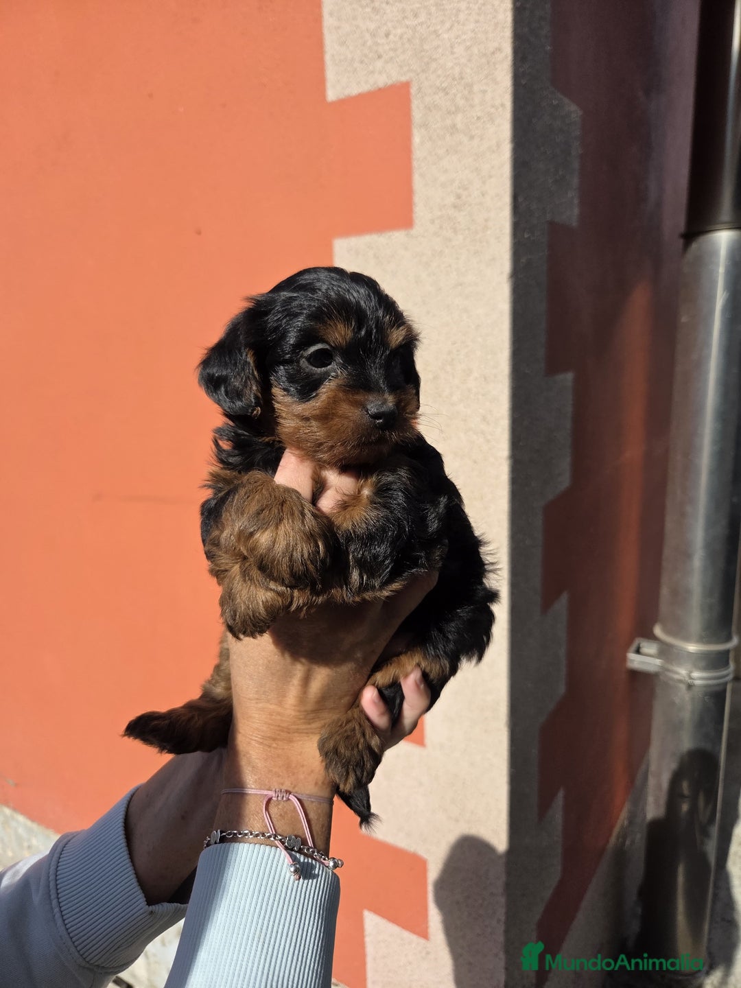 Raza Mixta perros en venta: Yorkiepoo - Imagen 2