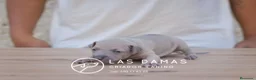 Pequeño Lebrel Italiano perros en venta: Galgo lebrel italiano - Anuncio 3