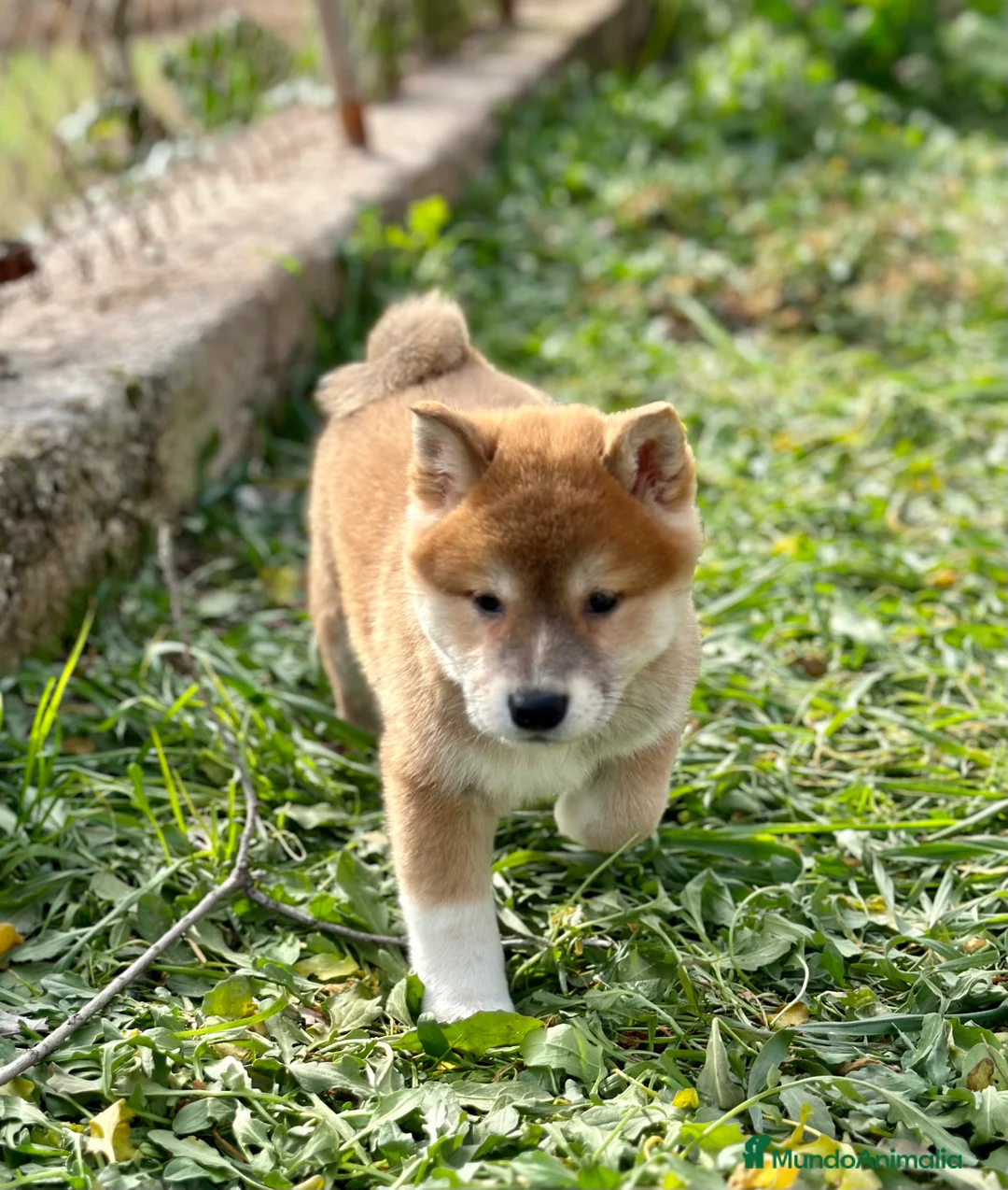 Shiba Inu perros en venta: ÚLTIMA SHIBA INU HEMBRA DISPONIBLE! en Barcelona - Anuncio 3