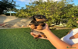 Dobermann perros en venta: Doberman  - Imagen 2