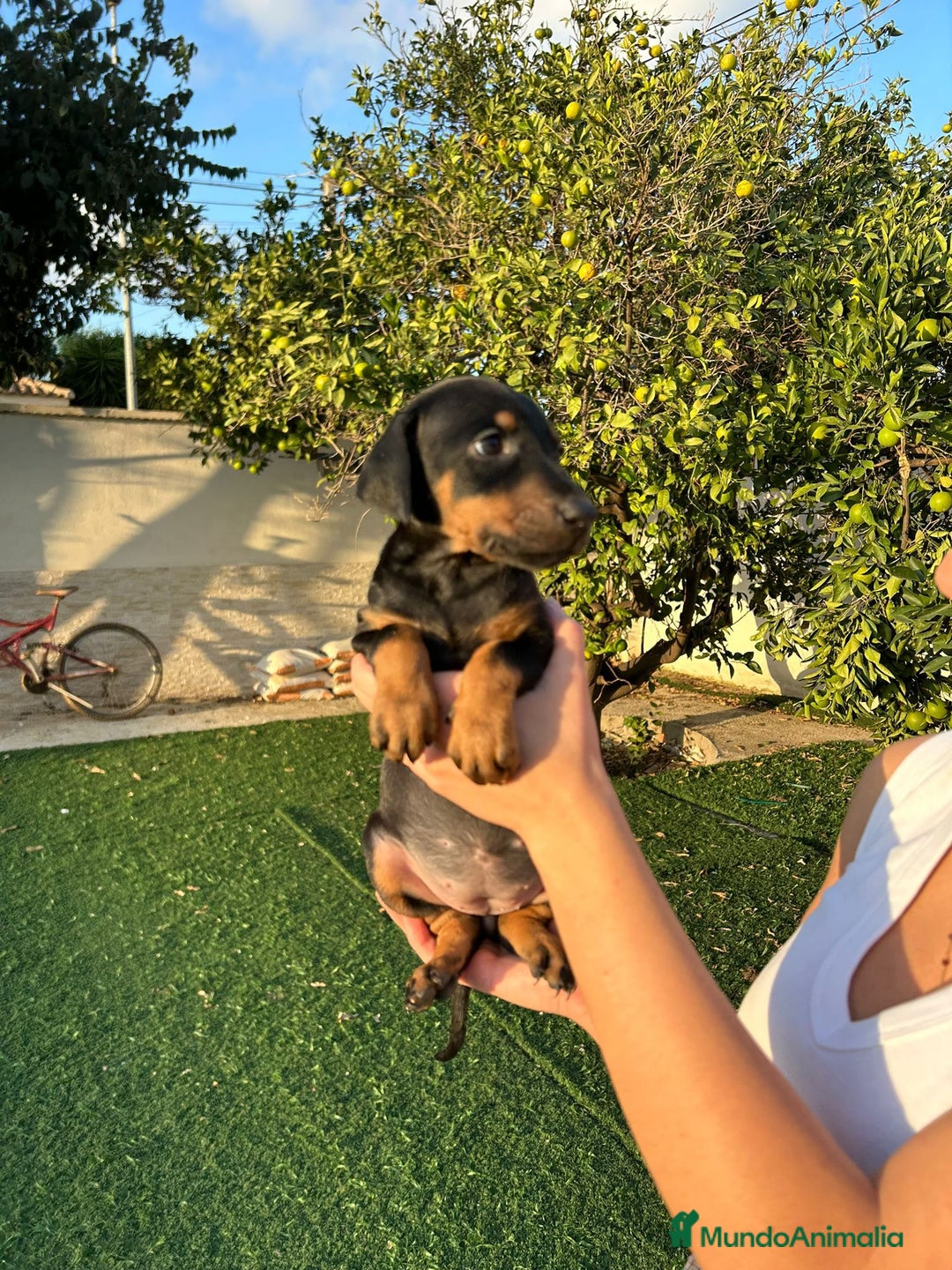 Dobermann perros en venta: Doberman  - Imagen 2