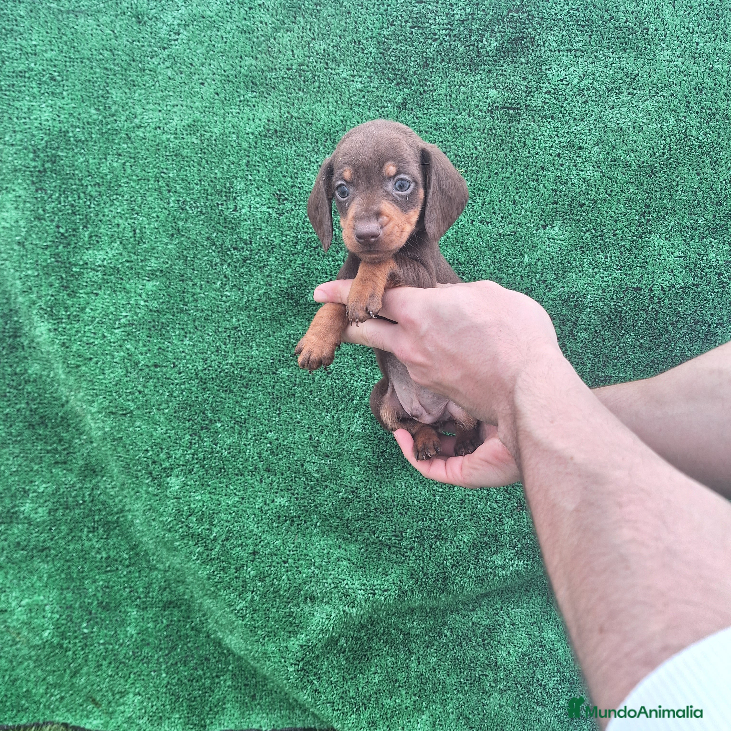 Teckel Miniatura perros TECKEL KANINCHEN MINIATURA  - Anuncio 2