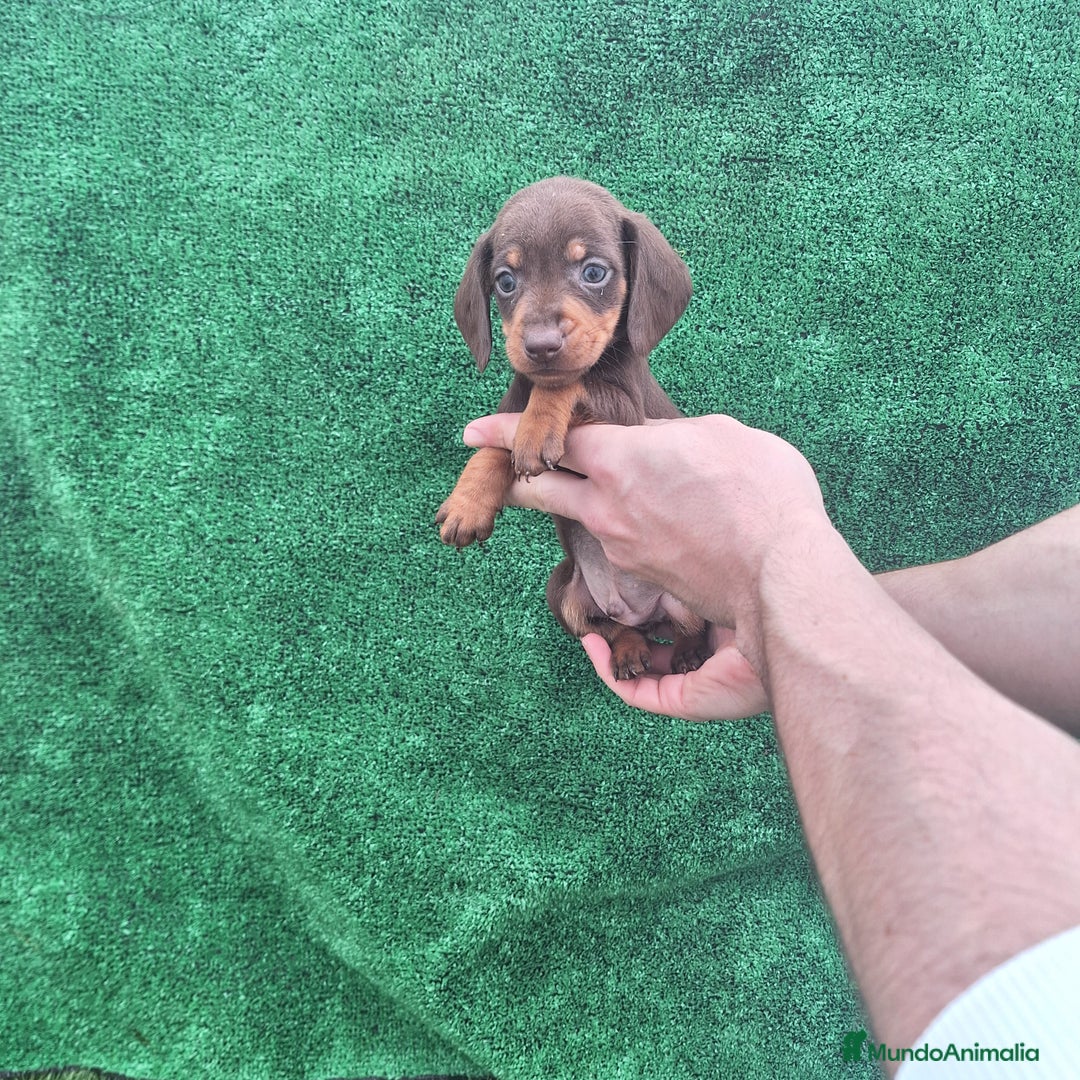 Teckel Miniatura perros en venta: TECKEL KANINCHEN MINIATURA  - Anuncio 2