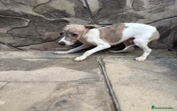 Whippet perros en venta: Whippet  - Imagen 19