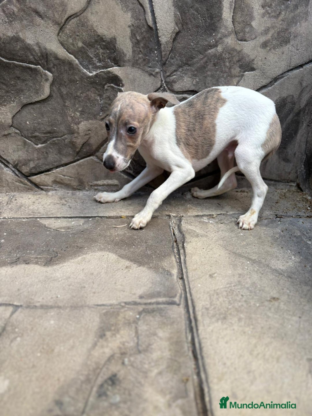 Whippet perros en venta: Whippet  - Imagen 19