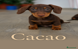 Teckel Miniatura perros en venta: 🐾 Cacao – Teckel miniatura chocolate 🐾 - Imagen 1