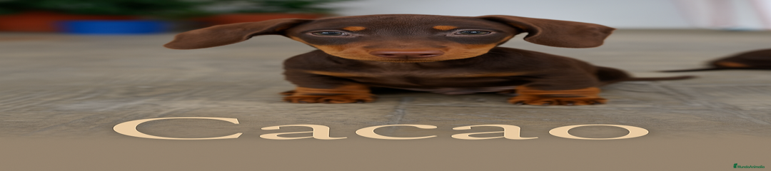 CACAO