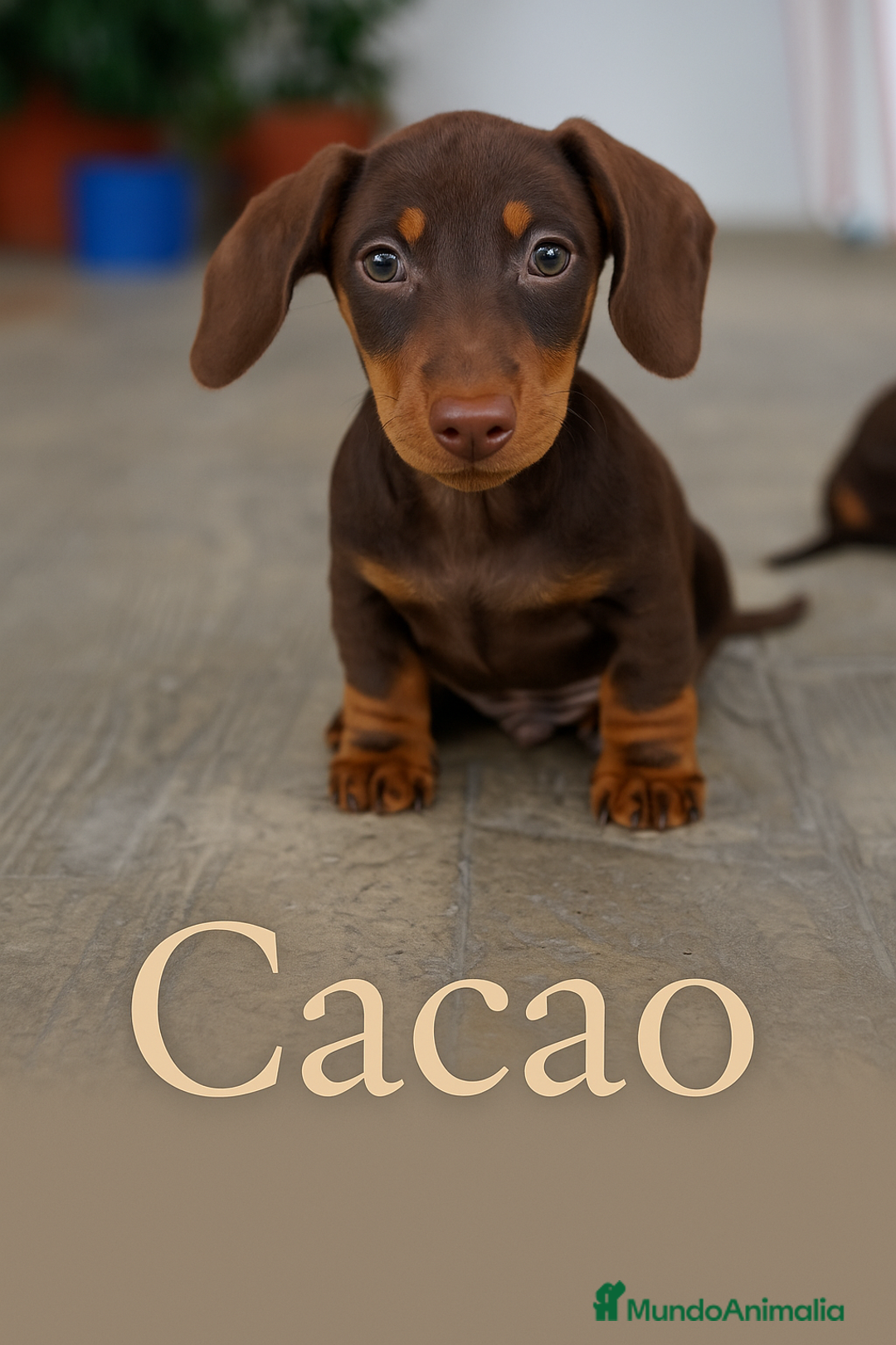 Teckel Miniatura perros en venta: 🐾 Cacao – Teckel miniatura chocolate 🐾 - Imagen 1