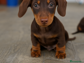 Teckel Miniatura perros - Anuncio 13