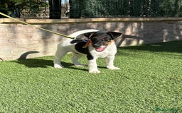 Fox Terrier de Pelo Liso perros en venta:  Preciosos Fox terrier pelo liso  - Imagen 3