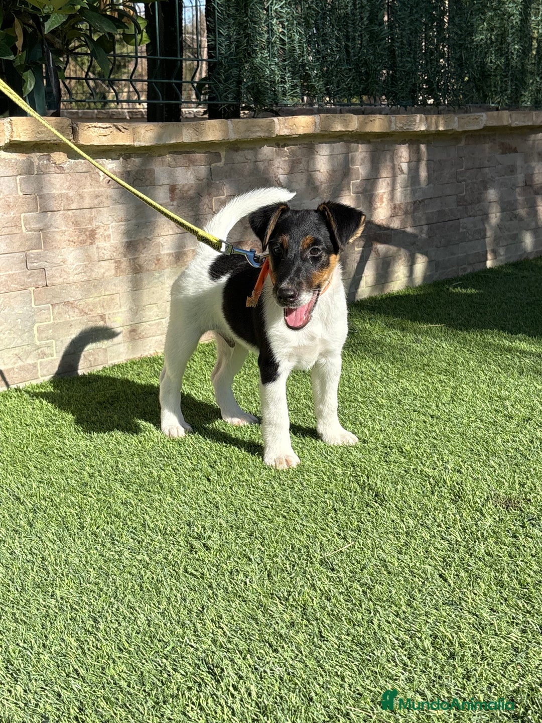 Fox Terrier de Pelo Liso perros en venta:  Preciosos Fox terrier pelo liso  - Imagen 3