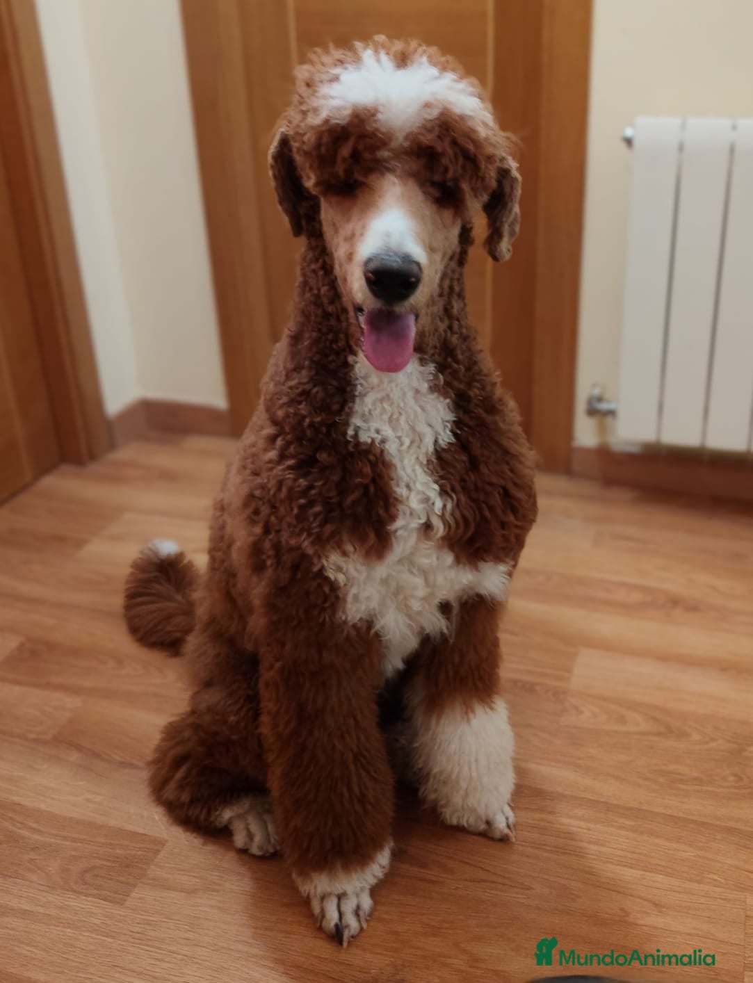 Caniche Gigante perros CANICHE GIGANTE BICOLOR - Anuncio 1