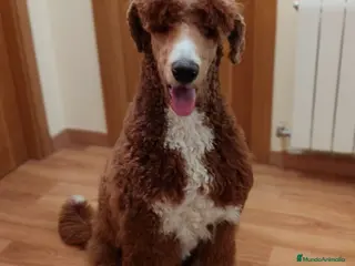 Caniche Gigante perros CANICHE GIGANTE BICOLOR - Anuncio 1