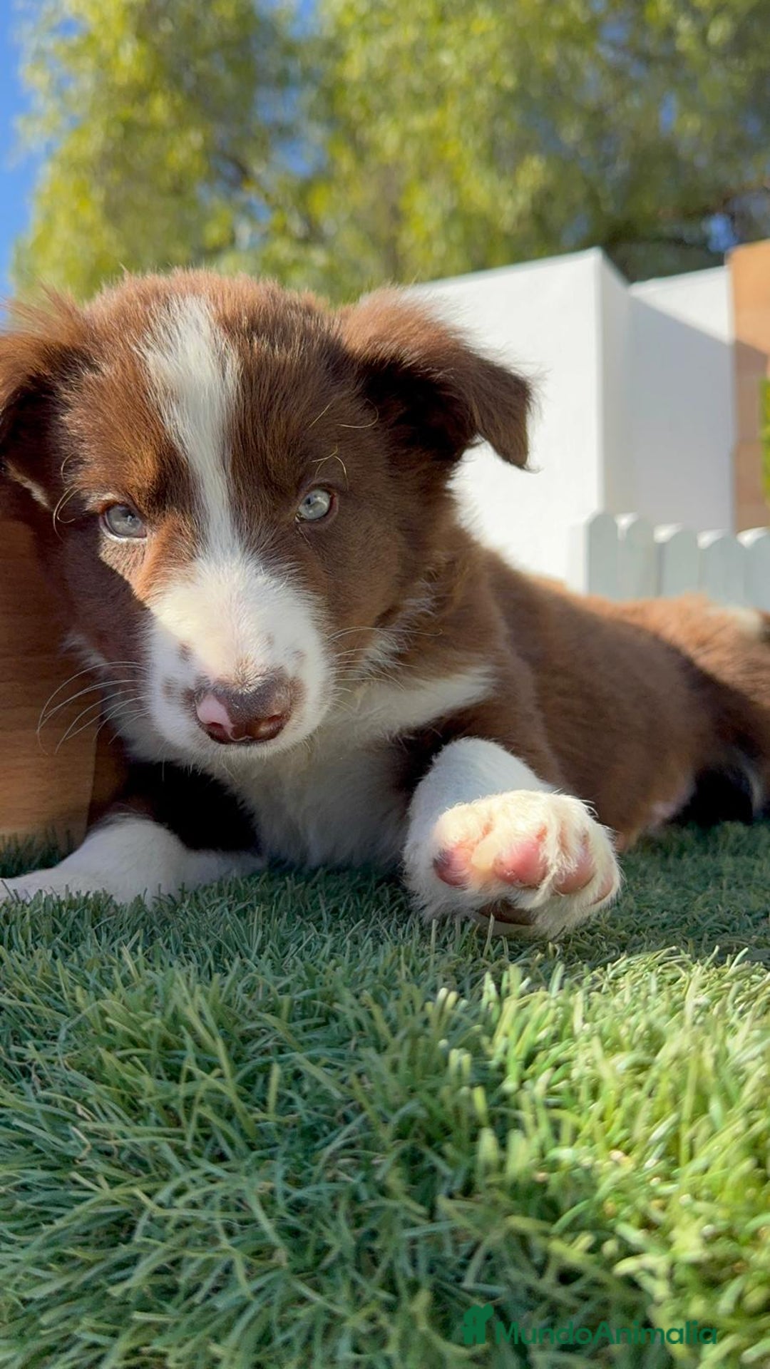 Border Collie perros en venta: BORDER COLLIE - Anuncio 16