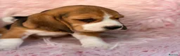 Beagle perros en venta: BEAGLE TRICOLOR  - Anuncio 4