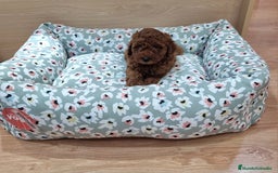 Caniche Enano perros en venta: Caniches - Imagen 2
